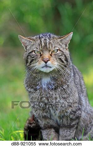 Wild cat View Large Photo Image Stock Photography - Wild cat. Fotosearch