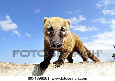 Stock Image - Wild coati, Nasua nasua, Santa Catarina, Brazil.. Fotosearch