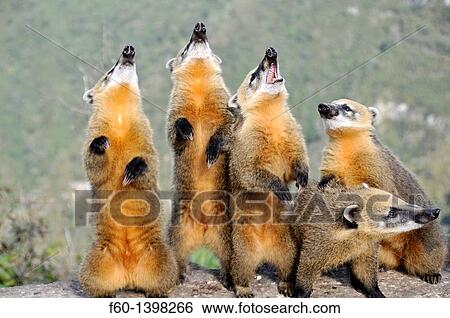 Stock Photograph - Wild coatis (Nasua nasua) pose for photos as they wait for food from tourists at the top of Serra do Rio do Rastro, Santa Catarina, Brazil. Fotosearch