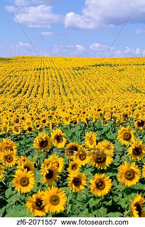 Wild colors of sunflowers in Jamestown North Dakota. View Large Photo Image Stock Photo - Wild colors of sunflowers in Jamestown North Dakota.. Fotosearch