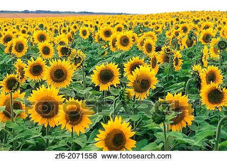 Stock Photo - Wild colors of sunflowers in Jamestown North Dakota.. Fotosearch