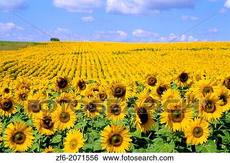 Wild colors of sunflowers in Jamestown North Dakota. View Large Photo Image Stock Photograph - Wild colors of sunflowers in Jamestown North Dakota.. Fotosearch
