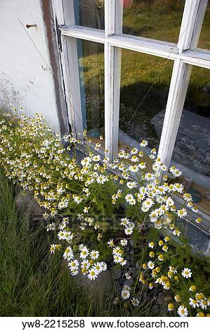 Wild daisies growing by the windows of an old farm house, Skalanes, Seydisfjordur, Iceland. View Large Photo Image Stock Photo - Wild daisies growing by the windows of an old farm house, Skalanes, Seydisfjordur, Iceland.. Fotosearch