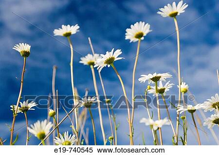 Wild Daisy's (Bellis perennis), Kootenay National Park, British Colombia, Canada View Large Photo Image Stock Photography - Wild Daisy's (Bellis perennis), Kootenay National Park, British Colombia, Canada. Fotosearch