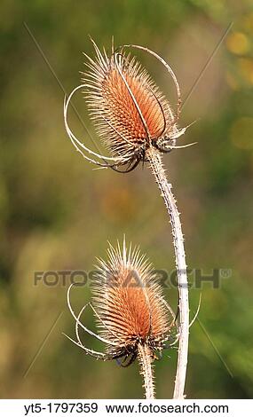 Wild dried Teasle, Worcestershire, England, Europe View Large Photo Image Stock Photo - Wild dried Teasle, Worcestershire, England, Europe. Fotosearch