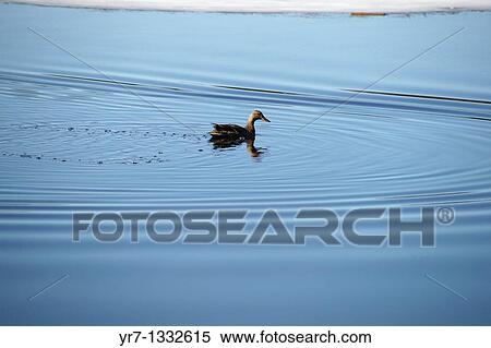 Stock Photography - Wild duck. Fotosearch