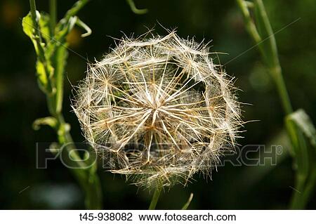 Stock Image - Wild flower, Salsify (Tragopogon sp. ), Vaucluse, France. Fotosearch
