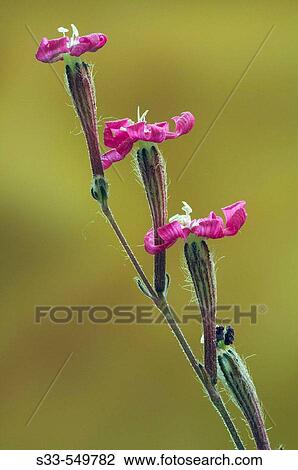 Wild flower (Silene colorata). View Large Photo Image Stock Image - Wild flower (Silene colorata).. Fotosearch