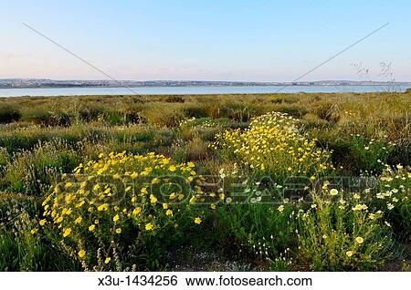 Wild flowers by the the salt lake of La Mata in the La Mata Natural Park, Torrevieja, Alicante Province, Spain View Large Photo Image Stock Photograph - Wild flowers by the the salt lake of La Mata in the La Mata Natural Park, Torrevieja, Alicante Province, Spain. Fotosearch