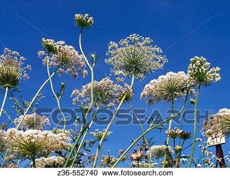 Wild flowers Cow Parsley, Anthriscus Sylveris View Large Photo Image Stock Image - Wild flowers Cow Parsley, Anthriscus Sylveris. Fotosearch