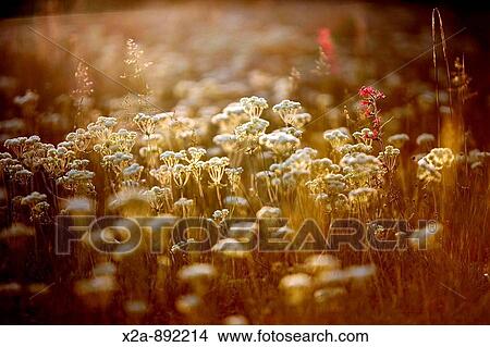 WILD FLOWERS GRAND TETON NATIONAL PARK View Large Photo Image Picture - WILD FLOWERS GRAND TETON NATIONAL PARK. Fotosearch