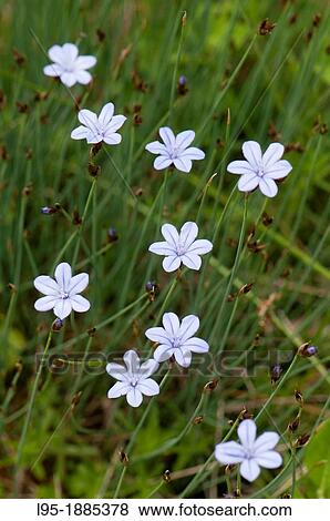 Stock Photo - Wild flowers in spring, Montseny nature eservation, Spain. Fotosearch