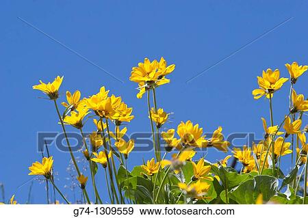 Wild flowers in the Rocky Mountains, Montana, USA. View Large Photo Image Stock Photo - Wild flowers in the Rocky Mountains, Montana, USA.. Fotosearch