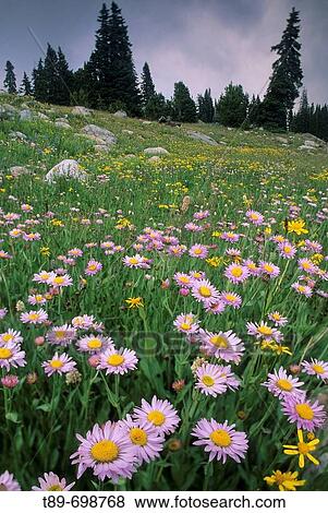 Wild Flowers View Large Photo Image Stock Photo - Wild Flowers. Fotosearch