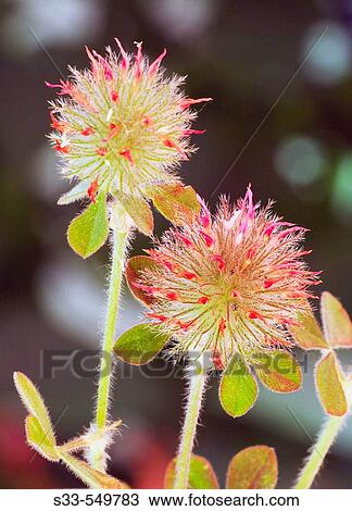 Wild flowers (Trifolium stellatum) View Large Photo Image Stock Image - Wild flowers (Trifolium stellatum). Fotosearch
