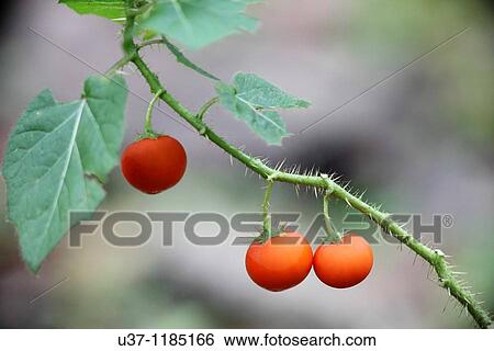 Wild fruits View Large Photo Image Stock Photograph - Wild fruits. Fotosearch