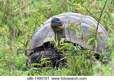 Wild Galapagos giant tortoise Geochelone elephantopus feeding on the upslope grasslands of Santa Cruz Island in the Galapagos Island Archipelago, Ecuador View Large Photo Image Stock Image - Wild Galapagos giant tortoise Geochelone elephantopus feeding on the upslope grasslands of Santa Cruz Island in the Galapagos Island Archipelago, Ecuador. Fotosearch