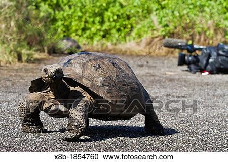 Wild Galapagos giant tortoise Geochelone elephantopus in Urbina Bay, Isabela Island in the Galapagos Island Archipelago, Ecuador View Large Photo Image Stock Image - Wild Galapagos giant tortoise Geochelone elephantopus in Urbina Bay, Isabela Island in the Galapagos Island Archipelago, Ecuador. Fotosearch