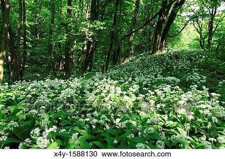 Wild garlic Allium ursinum flowering in the woodlands of Male Karpaty, Slovakia View Large Photo Image Stock Image - Wild garlic Allium ursinum flowering in the woodlands of Male Karpaty, Slovakia. Fotosearch
