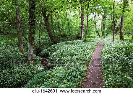Stock Image - Wild Garlic in McIntosh Park Knaresborough North Yorkshire England. Fotosearch