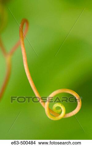 Wild grape tendril (Vitis). Wellington, Ontario, Canada View Large Photo Image Picture - Wild grape tendril (Vitis). Wellington, Ontario, Canada. Fotosearch