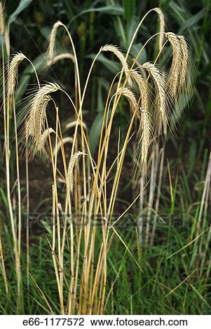 Stock Image - wild grasses growing at the sideof the road in the Veluwe a nature reserve in the Netherlands. Fotosearch