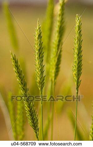 Stock Photo - Wild grasses in Utah desert. USA.. Fotosearch