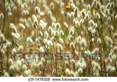 Stock Photograph - Wild grasses. Fotosearch