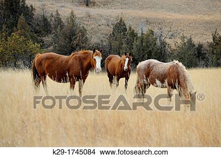 Wild horse Equus ferus, Theodore Roosevelt NP South Unit, North Dakota, USA View Large Photo Image Picture - Wild horse Equus ferus, Theodore Roosevelt NP South Unit, North Dakota, USA. Fotosearch
