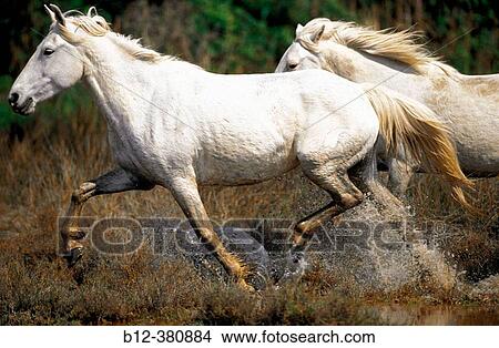 Wild Horse of Camargue running. Camargue. Southern France View Large Photo Image Picture - Wild Horse of Camargue running. Camargue. Southern France. Fotosearch