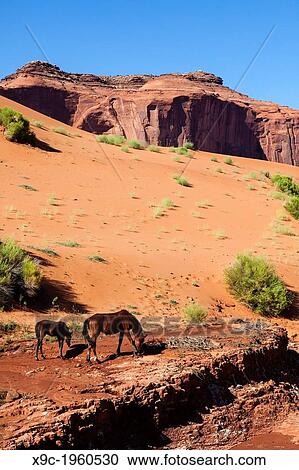 Wild Horses in Monument Valley, Arizona, USA. View Large Photo Image Stock Image - Wild Horses in Monument Valley, Arizona, USA.. Fotosearch