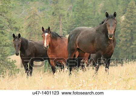 Stock Image - Wild horses in the Rocky mountains. Fotosearch