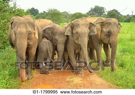 Wild Indian elephants Elephas maximus defense position. Wasgamuwa National Park Sri Lanka View Large Photo Image Stock Photography - Wild Indian elephants Elephas maximus defense position. Wasgamuwa National Park Sri Lanka. Fotosearch