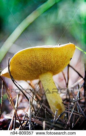 Wild mushrooms, after many days of rain. View Large Photo Image Stock Photo - Wild mushrooms, after many days of rain.. Fotosearch