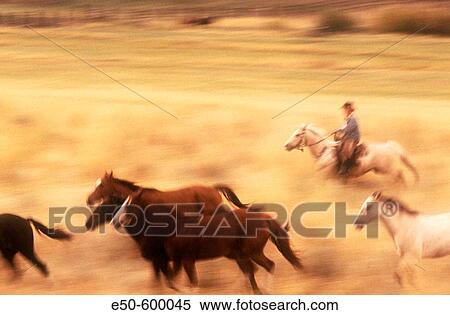 Wild Mustangs (Equus caballus). Oregon. USA. View Large Photo Image Stock Photography - Wild Mustangs (Equus caballus). Oregon. USA.. Fotosearch