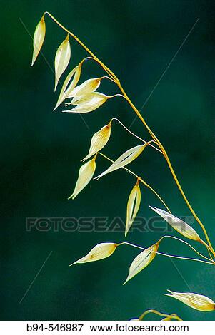 Wild Oat (Avena sterilis) View Large Photo Image Stock Photo - Wild Oat (Avena sterilis). Fotosearch