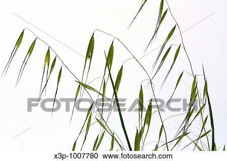 Stock Image - wild oats Avena sativa. Fotosearch