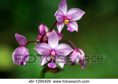 Stock Photo - Wild Orchid, Kuching National Park, Malaysia. Fotosearch