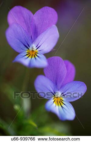 Wild pansy, Sm? land, Sweden View Large Photo Image Stock Photograph - Wild pansy, Sm? land, Sweden. Fotosearch