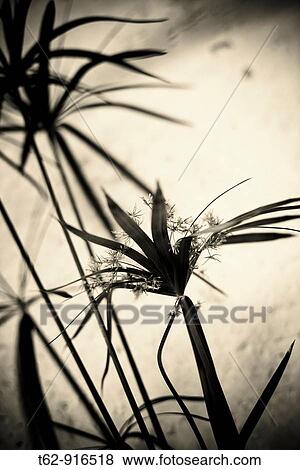 Wild plants Abstract Monochrome View Large Photo Image Stock Photo - Wild plants Abstract Monochrome. Fotosearch
