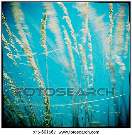 Wild plants. Minorca. Balearic Islands. Spain. View Large Photo Image Stock Photo - Wild plants. Minorca. Balearic Islands. Spain.. Fotosearch