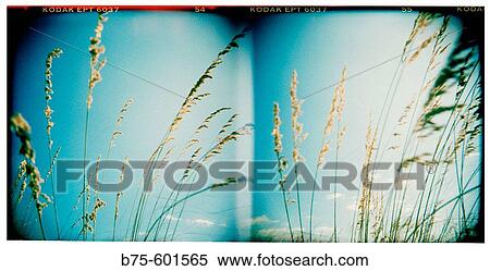 Wild plants. Minorca. Balearic Islands. Spain. View Large Photo Image Stock Photography - Wild plants. Minorca. Balearic Islands. Spain.. Fotosearch