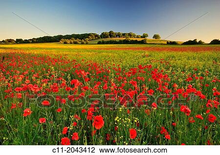 Stock Image - wild poppies, field, Kent, England, UK,.. Fotosearch