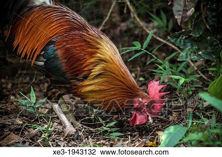 Wild rooster, Hawaii View Large Photo Image Stock Image - Wild rooster, Hawaii. Fotosearch