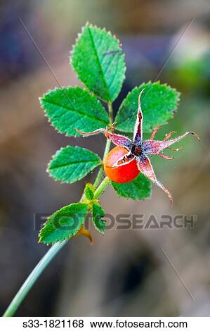 Wild rose berries in Cadalso de los Vidrios Madrid Spain View Large Photo Image Stock Photo - Wild rose berries in Cadalso de los Vidrios Madrid Spain. Fotosearch