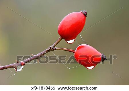 Wild rose Rosa canina Extremadura Spain View Large Photo Image Stock Photography - Wild rose Rosa canina Extremadura Spain. Fotosearch