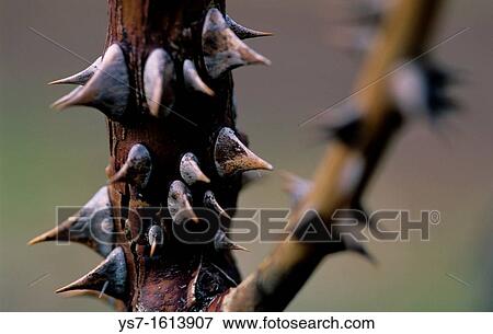 Wild rose stem and thorns, Etna volcano, Sicily, Italy, Europe View Large Photo Image Stock Photo - Wild rose stem and thorns, Etna volcano, Sicily, Italy, Europe. Fotosearch