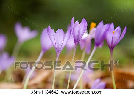Wild saffron (Crocus nudiforus). Ucieda valley. Cabuerniga Valley. Cantabria; Spain. View Large Photo Image Stock Image - Wild saffron (Crocus nudiforus). Ucieda valley. Cabuerniga Valley. Cantabria; Spain.. Fotosearch