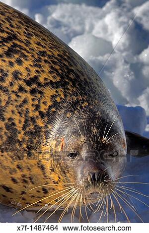 Picture - wild seal in Bakkai Port, Wakkanai, Hokkaido, Japan. Fotosearch