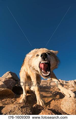 wild snarling wolf canis lupis in the Altai Region of Bayan-? lgii in Western Mongolia View Large Photo Image Stock Photo - wild snarling wolf canis lupis in the Altai Region of Bayan-? lgii in Western Mongolia. Fotosearch